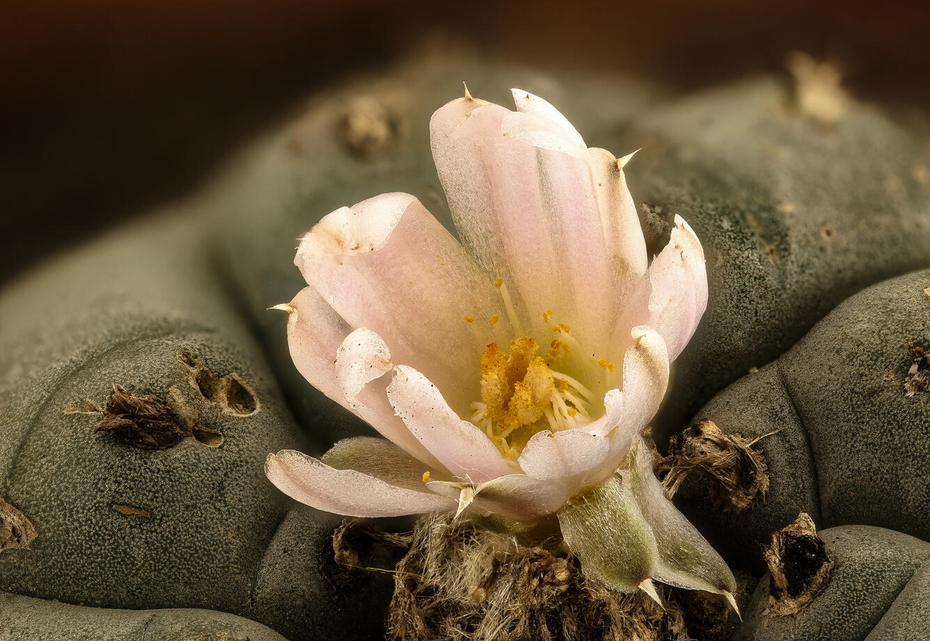 Lophophora williamsii, native to SW Texas and Mexico | U.S.